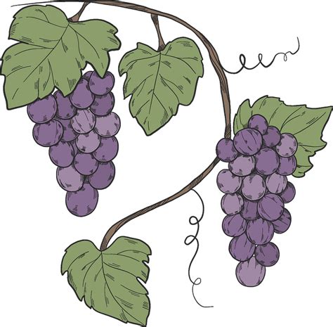 free grapevine clipart